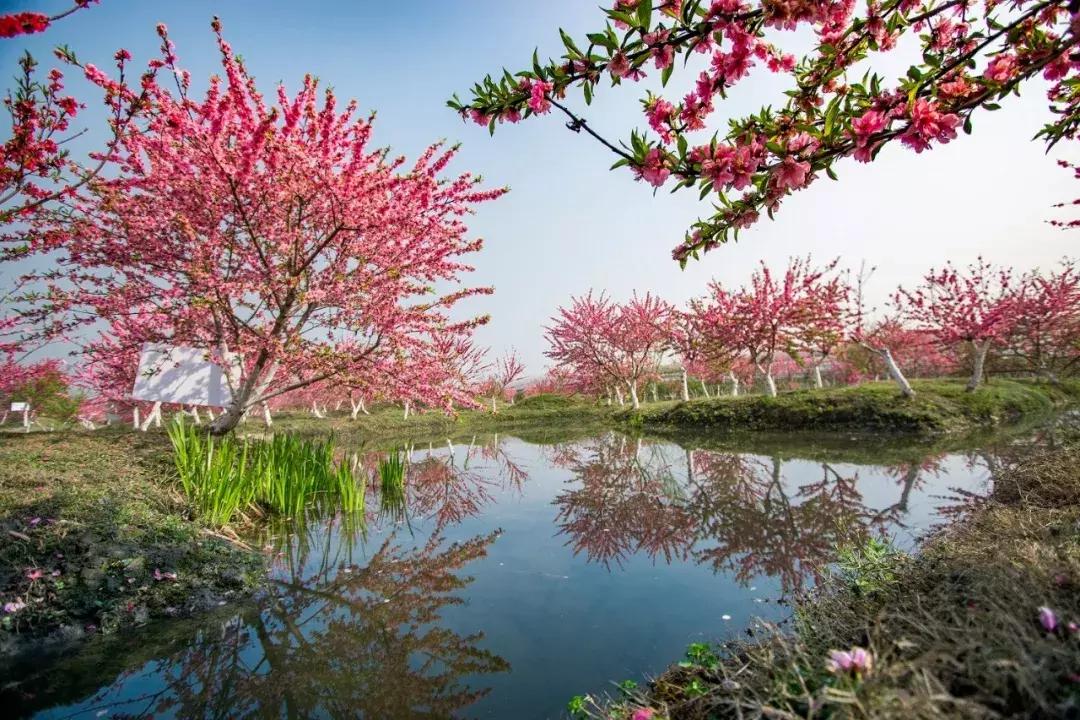 双流县十大美女,双流区漂亮美女