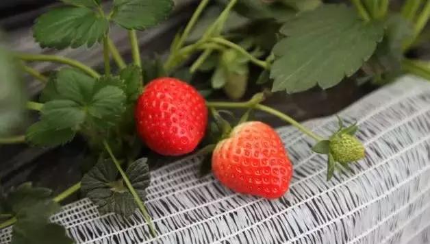 双流县十大美女,双流区漂亮美女