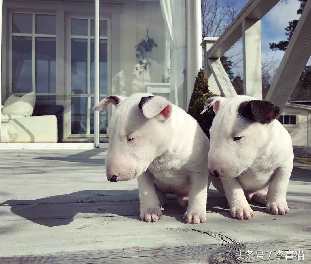 争强好胜不是错,牛头梗是狗中最厉害的一个