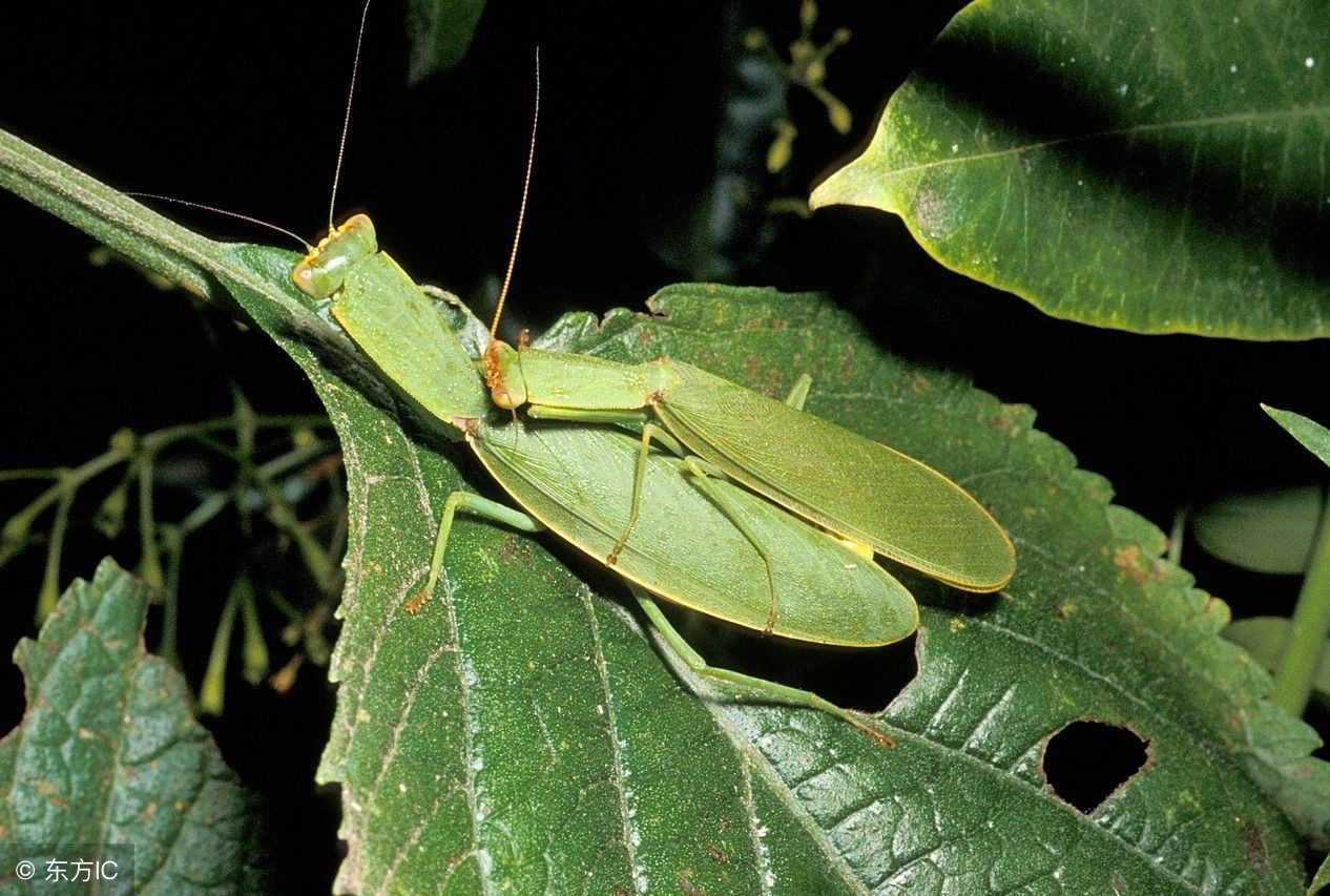 雌螳螂只有雄螳螂吃掉才能怀孕吗,雌螳螂真的会吃掉雄螳螂吗