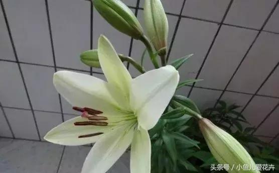 养花浇水知道这14个坑花能活20年,不适合多浇水的8种花