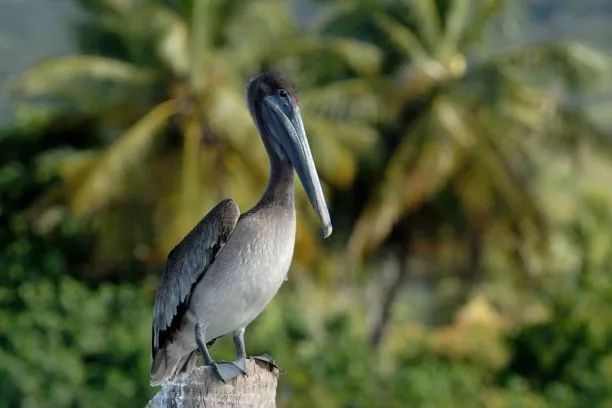岛国名叫“星期天”，果然很懒很悠闲