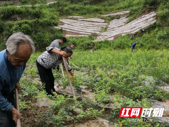 幸福茶园,四川幸福莓茶园