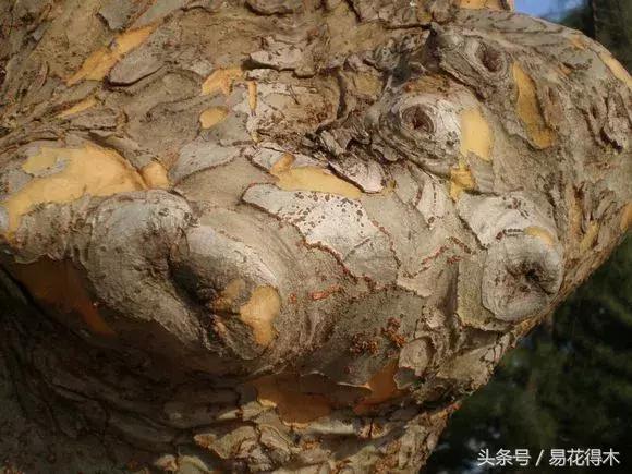 小叶榆和榉树怎样鉴别,小叶榔榆和花皮榆有什么区别