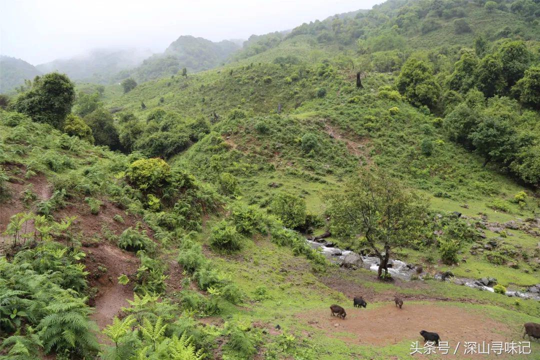 深山寻味｜远赴镇康，遇见一个不一样的木场乡