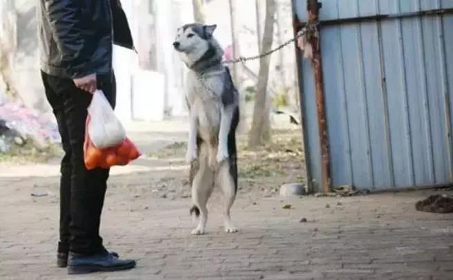 哈士奇被主人绑门口，以为是用来看门，没想到是因为二哈要上天！