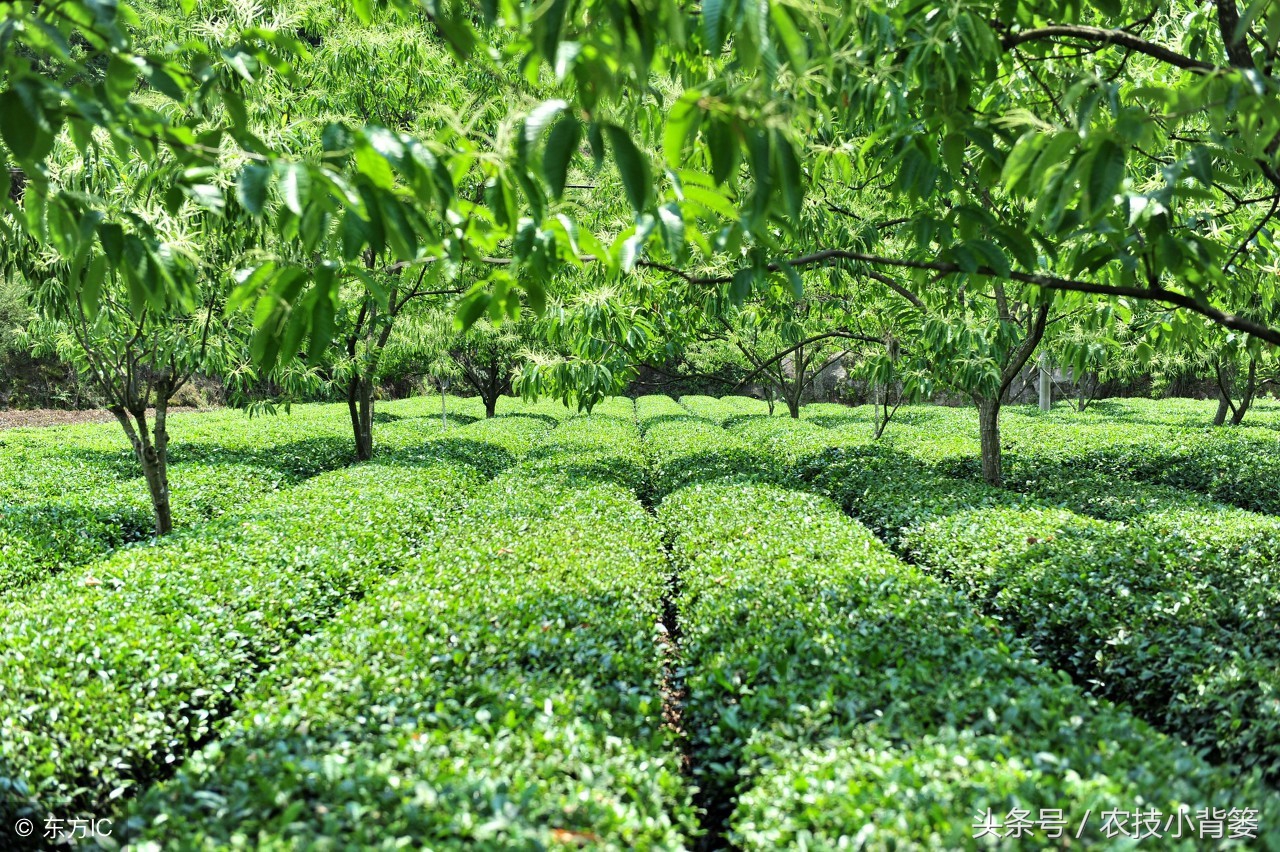 这些作物间作套种，既能减少病虫害发生，又能互相促进增产！