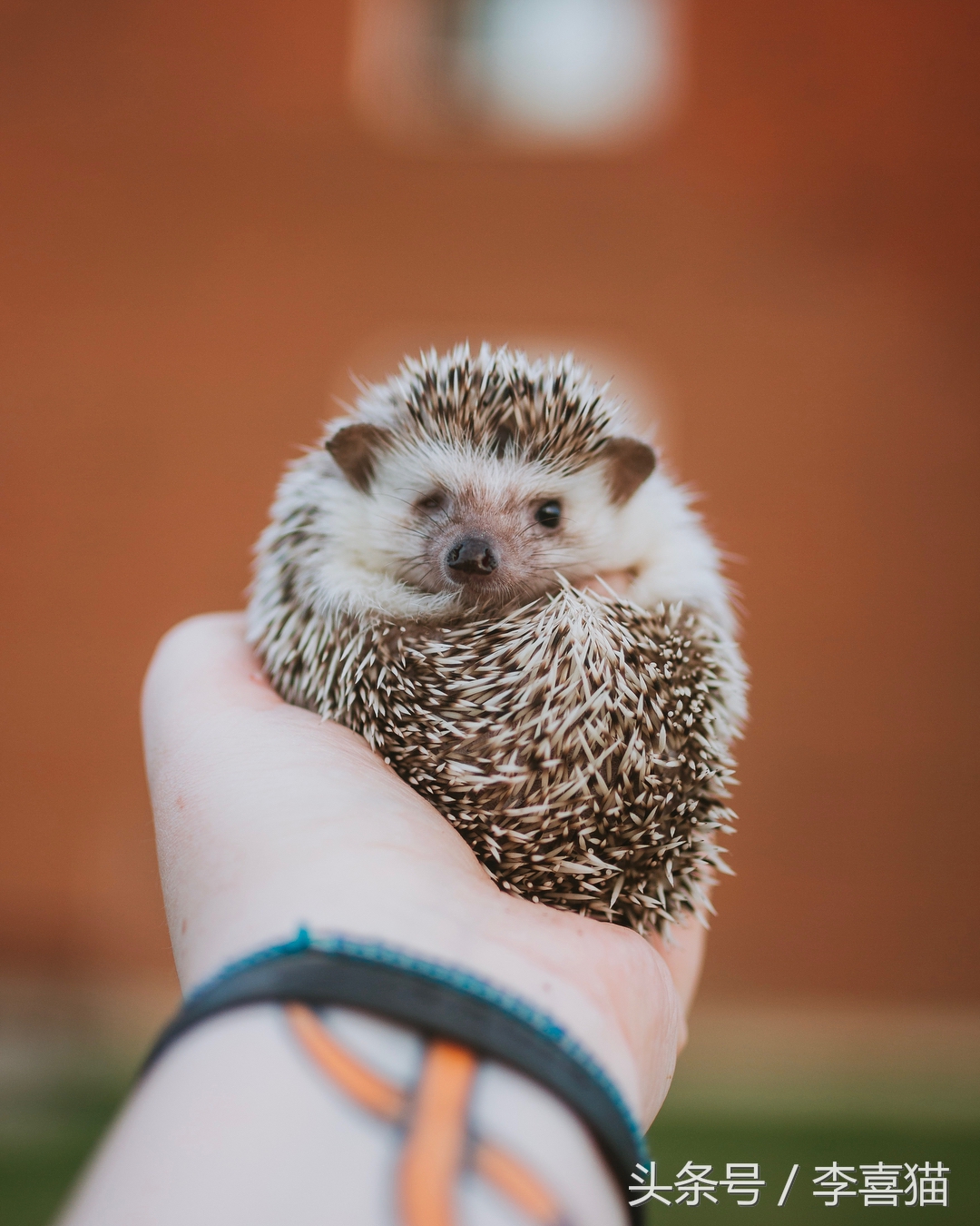 浑身都是刺也阻挡不了卖萌的脚步，活泼的吃货小刺猬了解一下