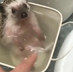 浑身都是刺也阻挡不了卖萌的脚步，活泼的吃货小刺猬了解一下