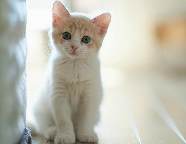 不好意思，猫主子必须要告诉你们真相了……揭秘神秘的CKD！