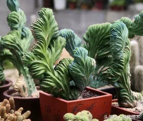 多肉植物仙人掌怎样养得粗壮,山影拳仙人山图片