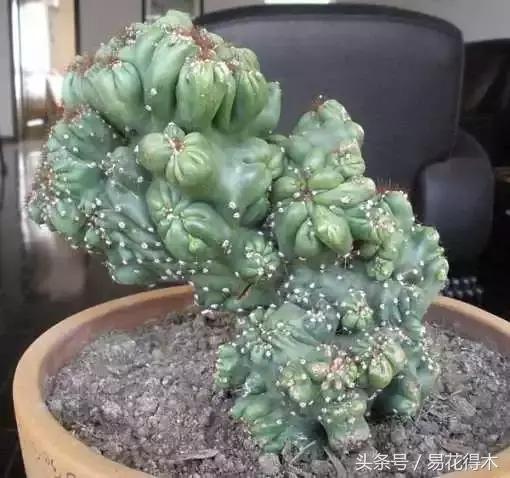 多肉植物仙人掌怎样养得粗壮,山影拳仙人山图片