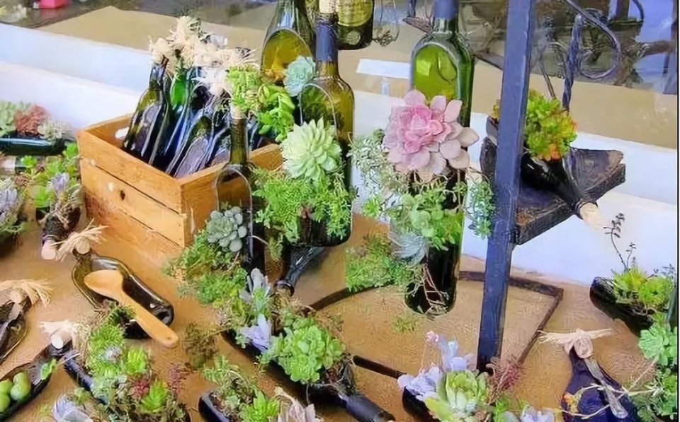 创意农业丨妙用瓶子,让你的农场不一样