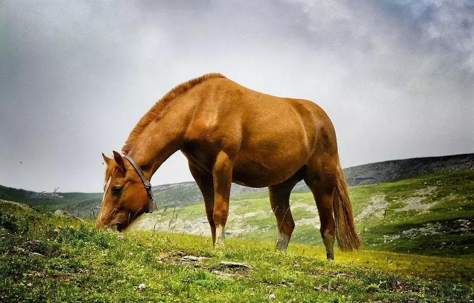 你是骏马，你是自由