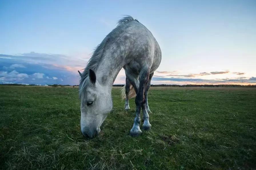 你是骏马，你是自由