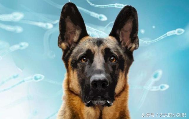 不止是男性的生育能力下降,雄性的狗狗也是受害者之一