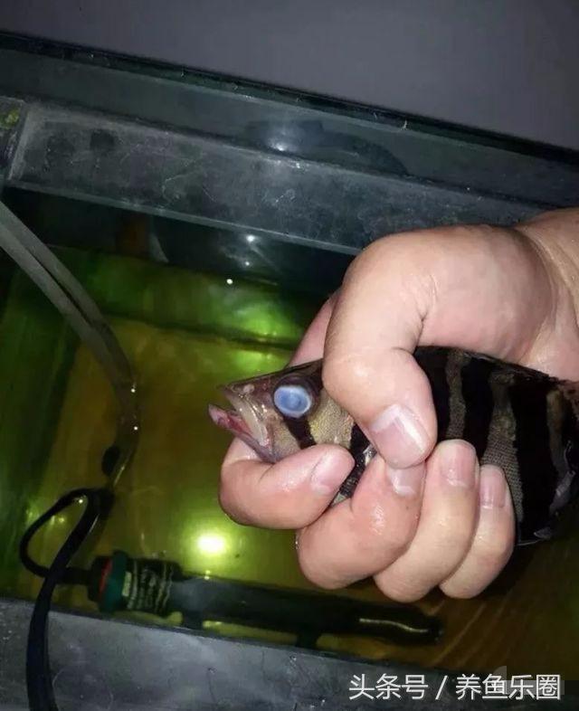 虎鱼一般都会得什么病,虎鱼常见的疾病有哪些