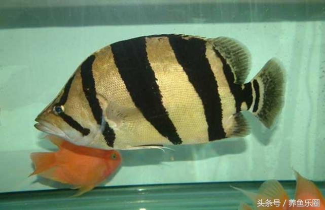虎鱼一般都会得什么病,虎鱼常见的疾病有哪些