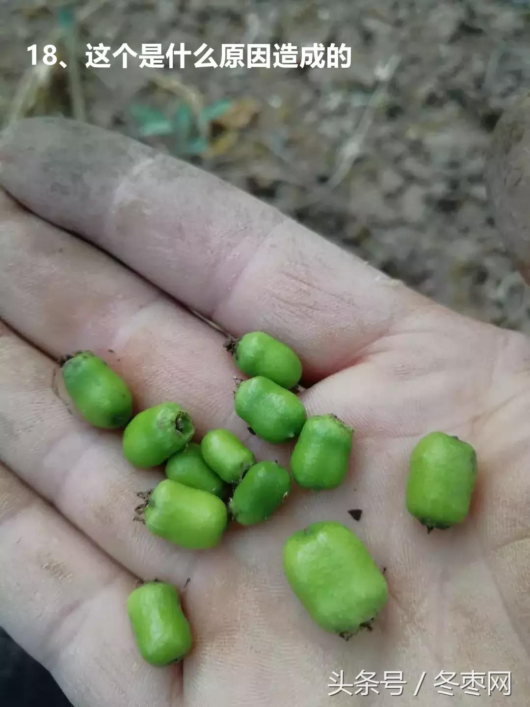 冬枣管理问题解答专家,冬枣管理问答第204期