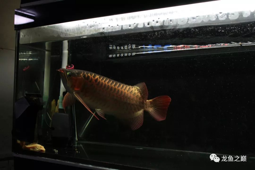 28-30公分龙鱼怎么喂养,龙鱼喂食能混合么