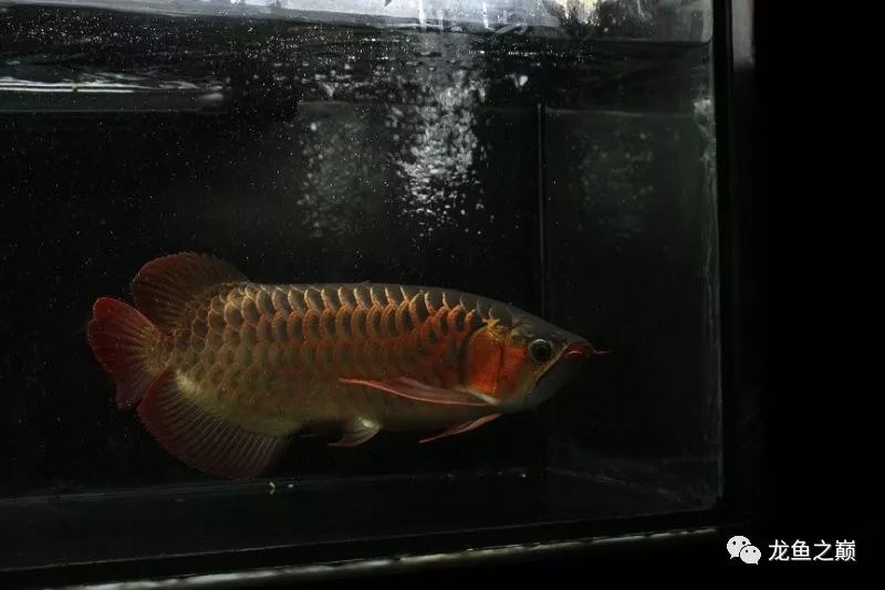 28-30公分龙鱼怎么喂养,龙鱼喂食能混合么