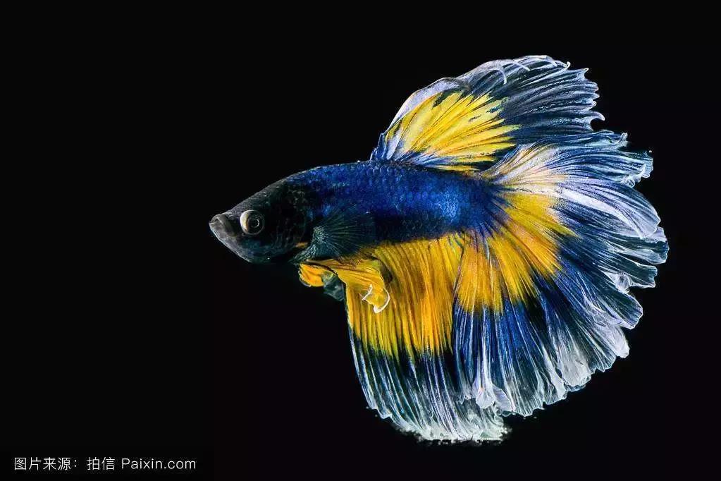 斗鱼靓仔,斗鱼小仔