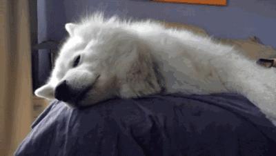 狗便血一定是细小吗,狗便血最有效的治疗方法