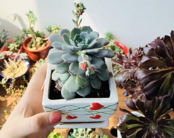 多肉开花的花箭该不该剪,多肉晾根期间为什么会长花箭