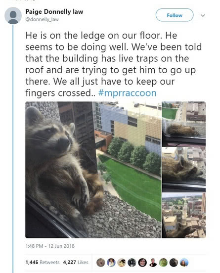 中国人民直播看熊猫，老美人民直播看浣熊！笑