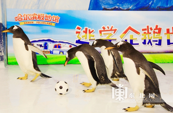 哈尔滨极地馆的逃学企鹅馆,哈尔滨极地馆逃学企鹅冰淇淋