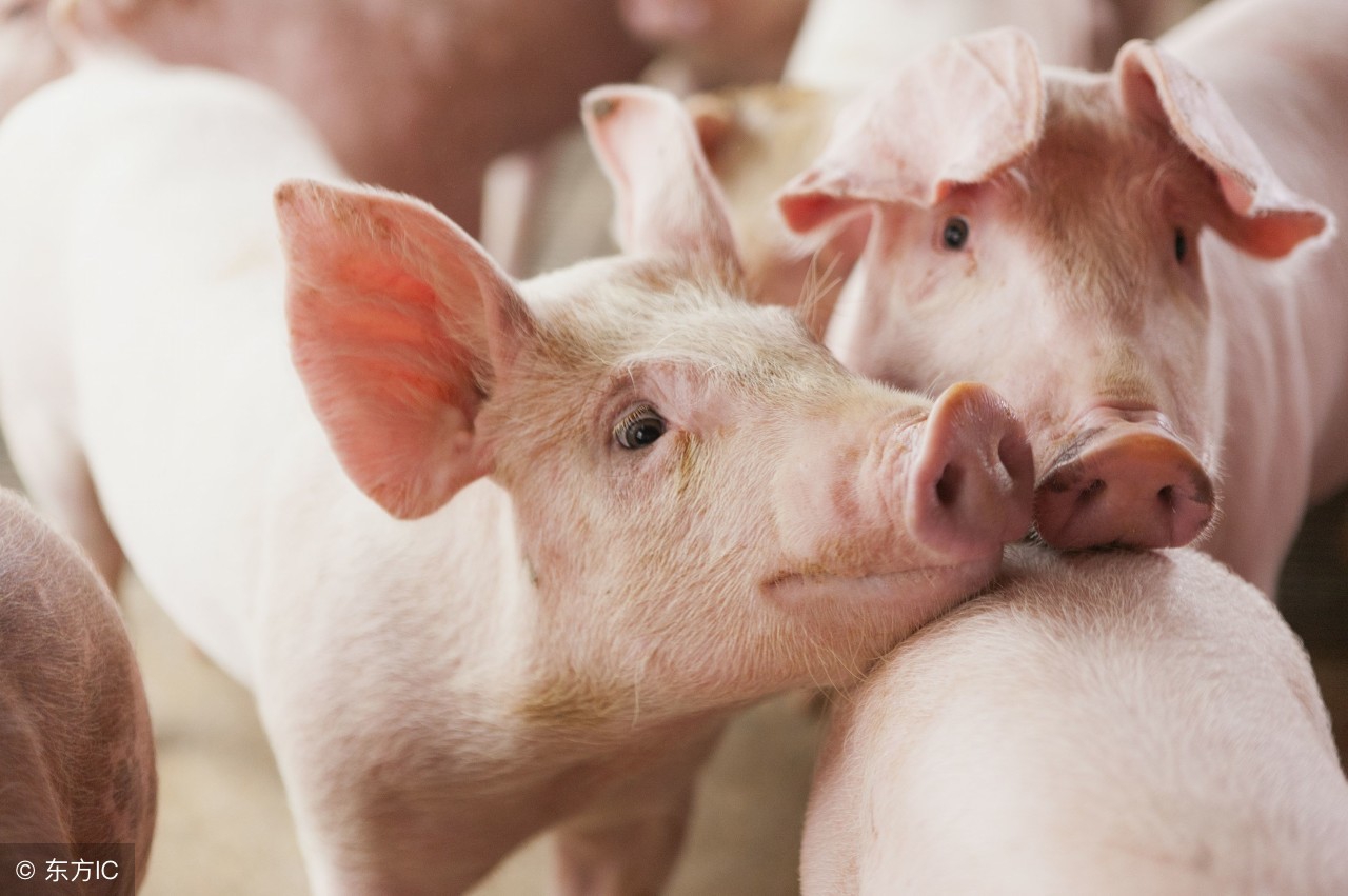 母猪产后恶露不净的解决方法,教你学会改善产后恶露不尽的食谱