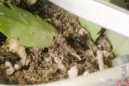蟹爪兰长得好好的就断了怎么回事,蟹爪兰花谢了怎么处理才能复花