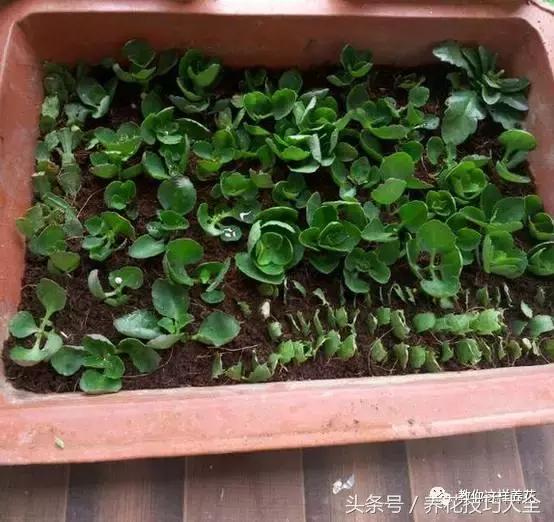 蟹爪兰长得好好的就断了怎么回事,蟹爪兰花谢了怎么处理才能复花