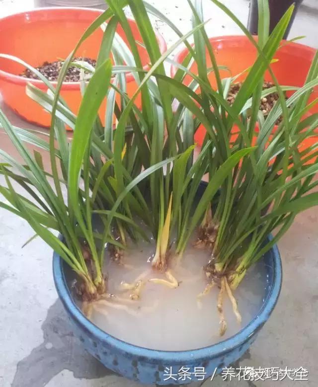 蟹爪兰长得好好的就断了怎么回事,蟹爪兰花谢了怎么处理才能复花