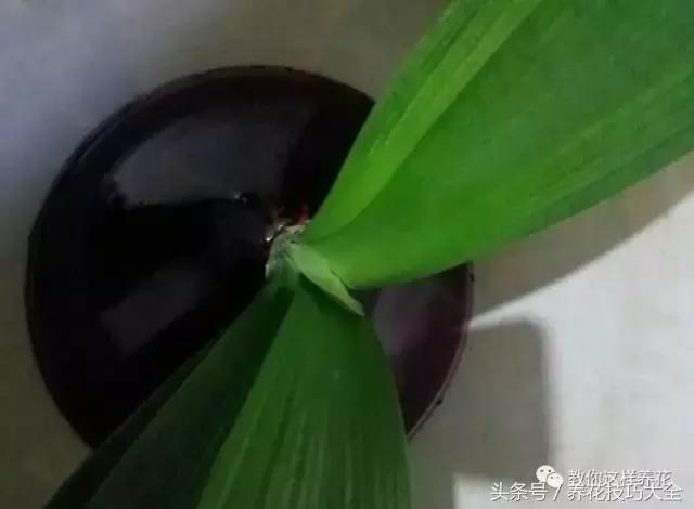 蟹爪兰长得好好的就断了怎么回事,蟹爪兰花谢了怎么处理才能复花