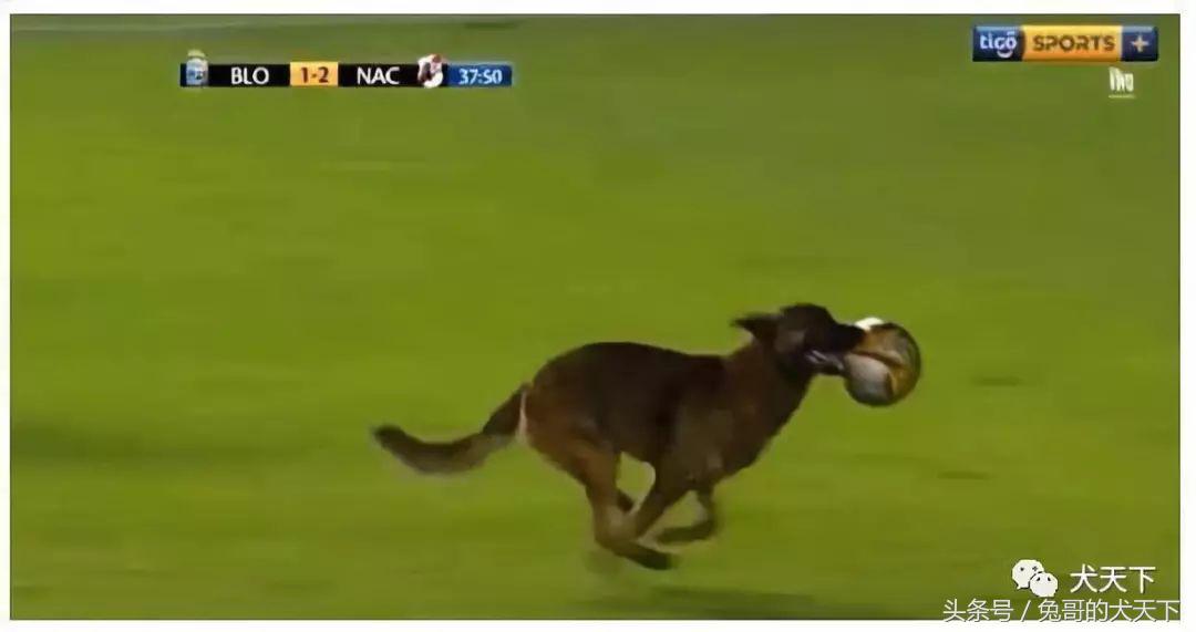 足球吉祥物狗狗盘点,一只狗狗拯救了无数人