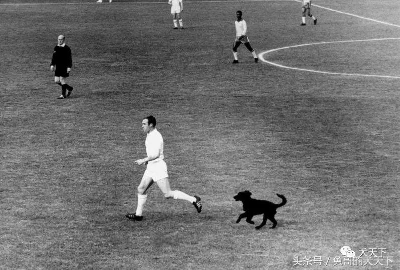 足球吉祥物狗狗盘点,一只狗狗拯救了无数人
