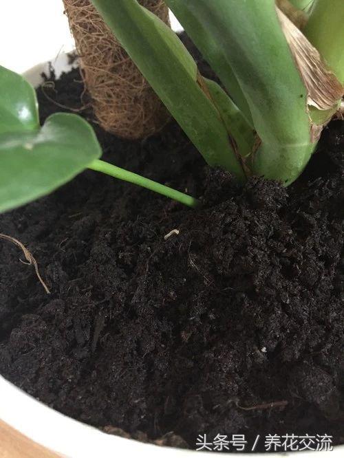 如何彻底清除室内盆栽植物里面的小白虫,小黑飞杀不完的原因