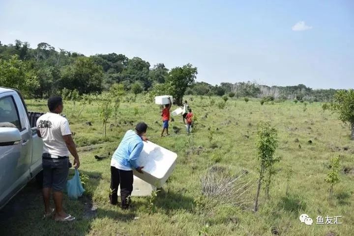 特隆贝塔如何饲养,特隆贝塔半皇与红彩区别