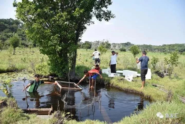 特隆贝塔如何饲养,特隆贝塔半皇与红彩区别