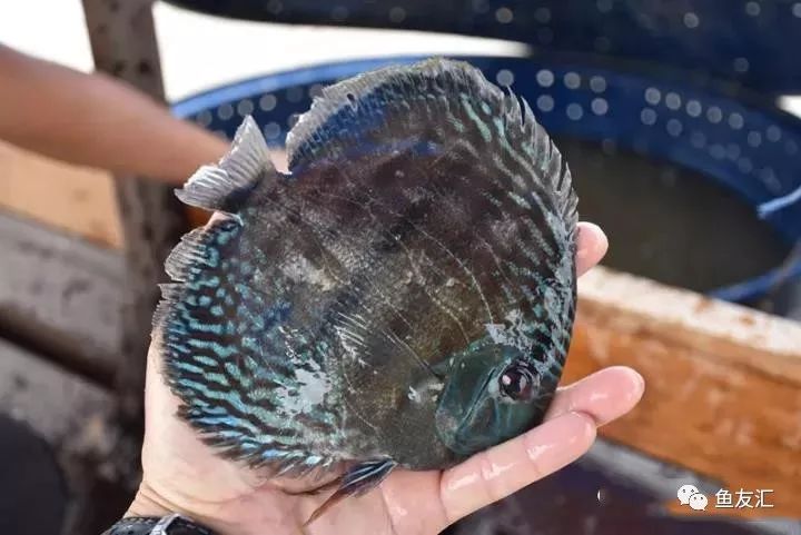 特隆贝塔如何饲养,特隆贝塔半皇与红彩区别