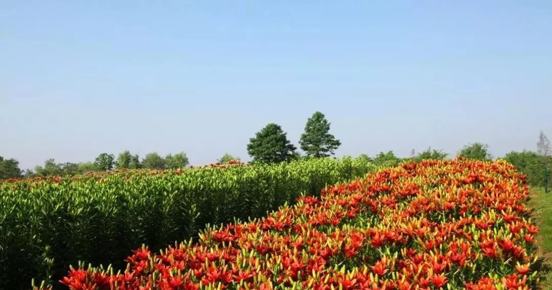 来赏花郁金香花展已开启,春日踏青花博会