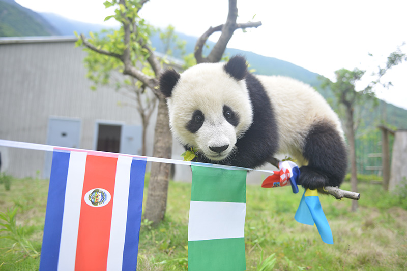 熊猫宝宝萌哭,萌宝宝们的足球友谊赛开始啦