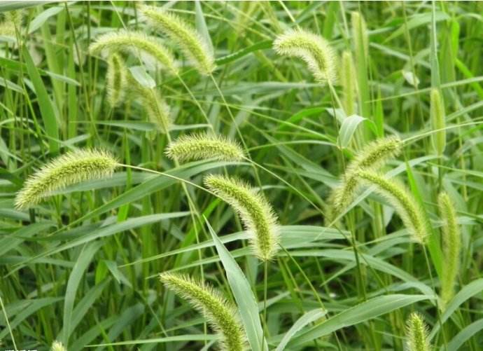 说文解字关于玉,《说文解字》的基本信息