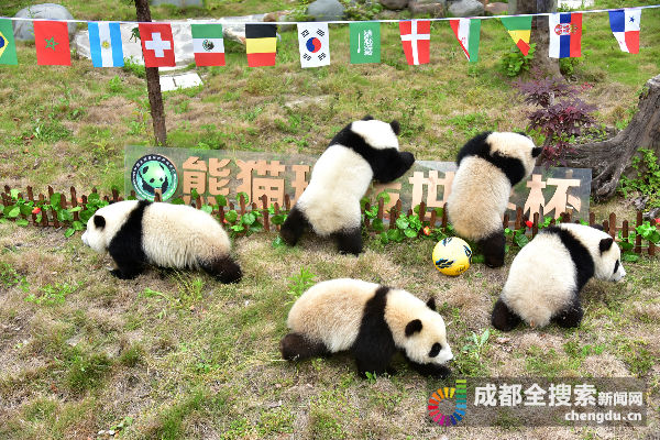 大熊猫第一场比赛,108只大熊猫亮相伦敦奥运会