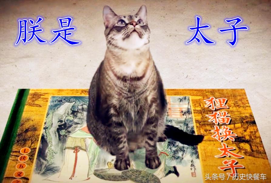 喵星人的变化史,喵星人养猫13年经验分享