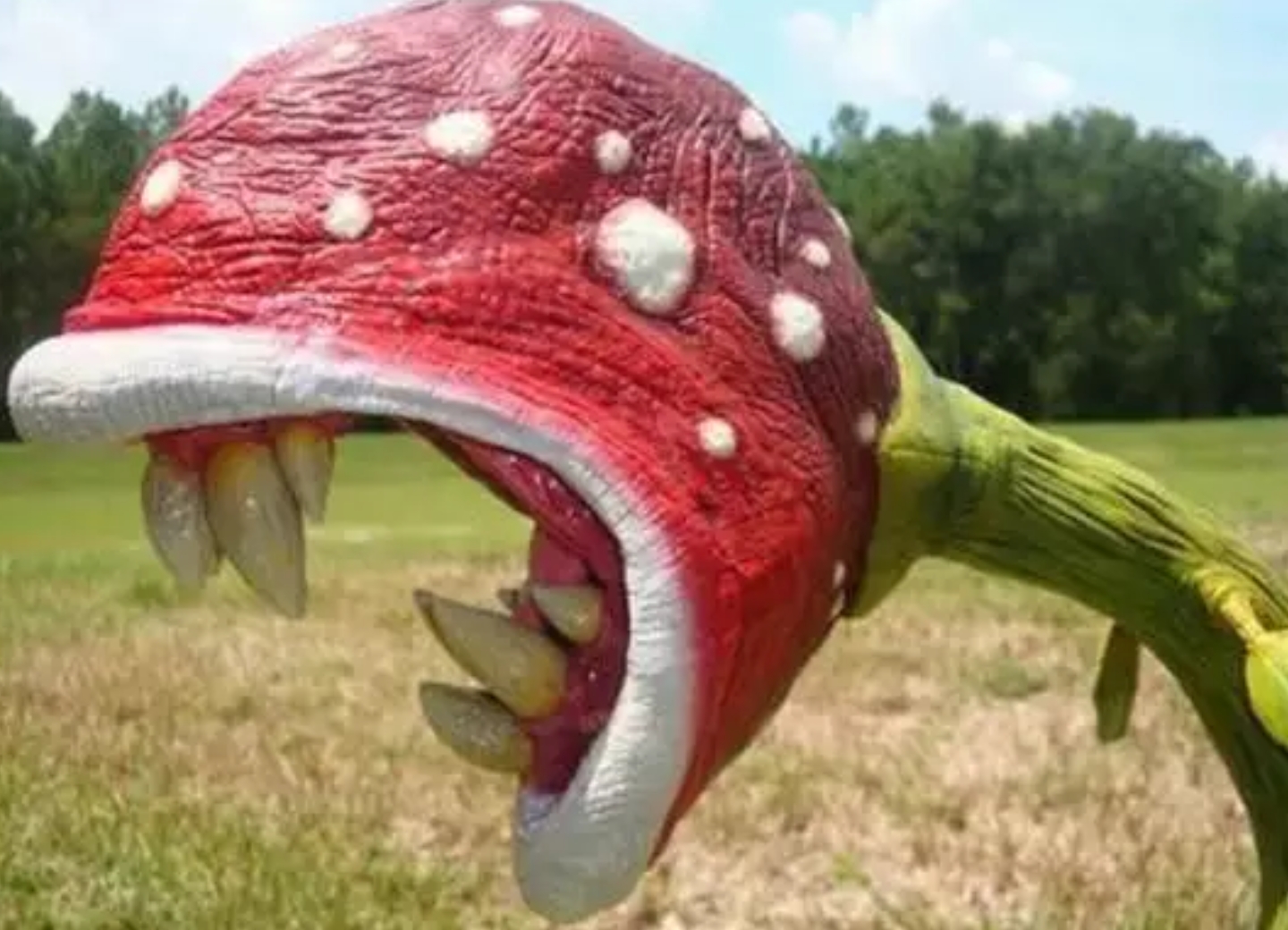 一辈子看不到的奇花异草太美了,惊艳的奇花异草