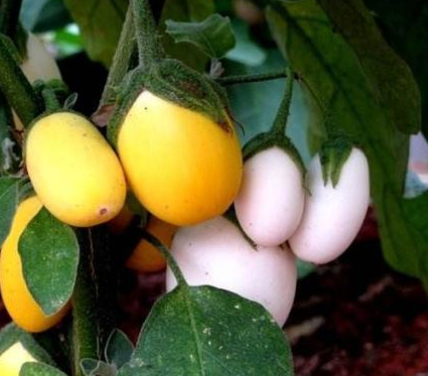 一辈子看不到的奇花异草太美了,惊艳的奇花异草