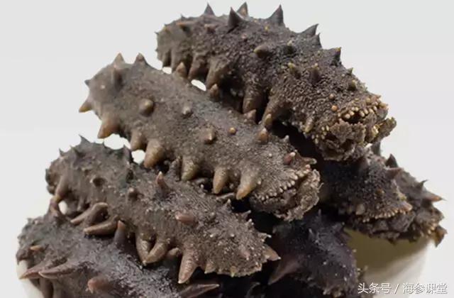 贵的海参和便宜的海参区别在哪里,南方海参和北方海参区别