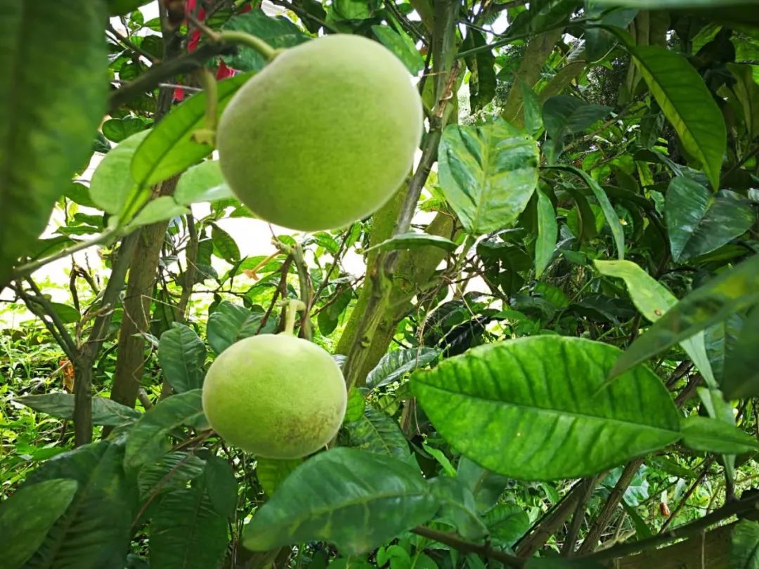 胡博士讲中药,胡博士说中医完整版